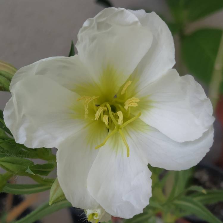 Plant image Oenothera pallida