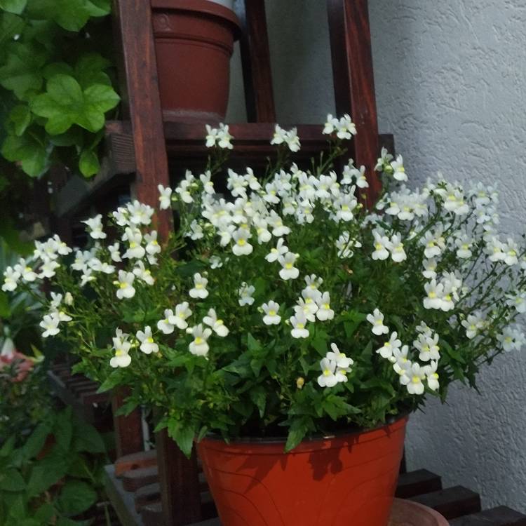 plant image 1673025