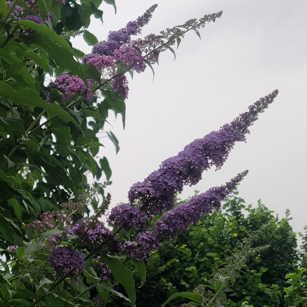 plant image 1674572 plant image 1674572