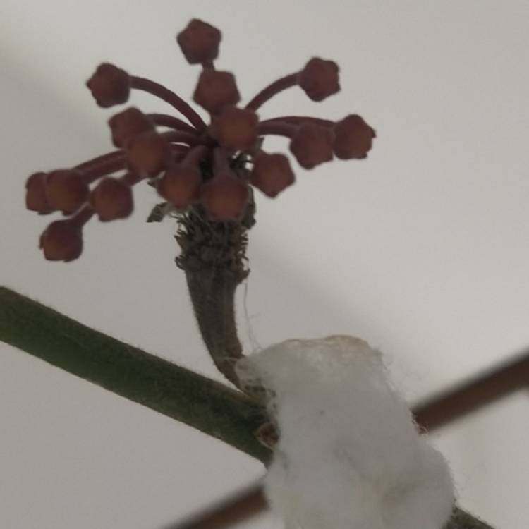 plant image 1680890 plant image 1680890
