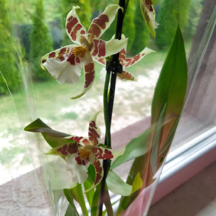 plant image 1685975 plant image 1685975