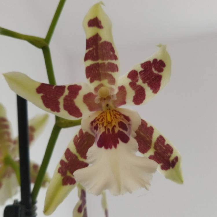 plant image 1687070 plant image 1687070
