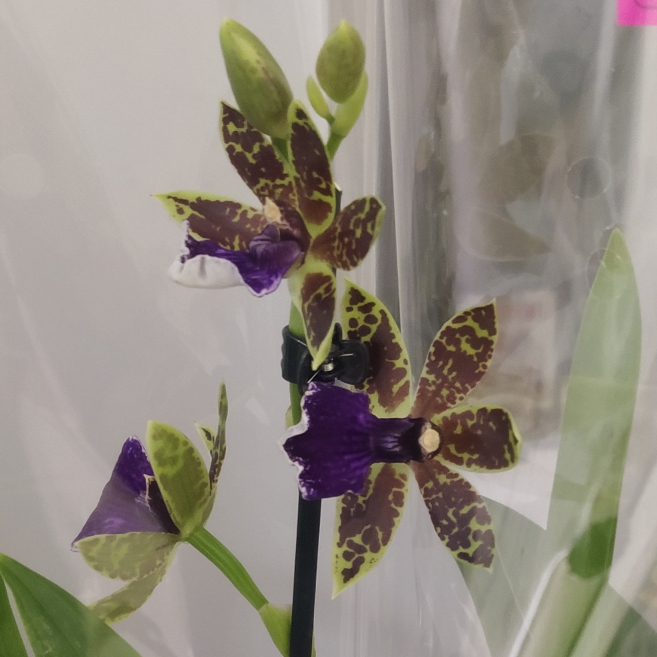 plant image 1690776 plant image 1690776