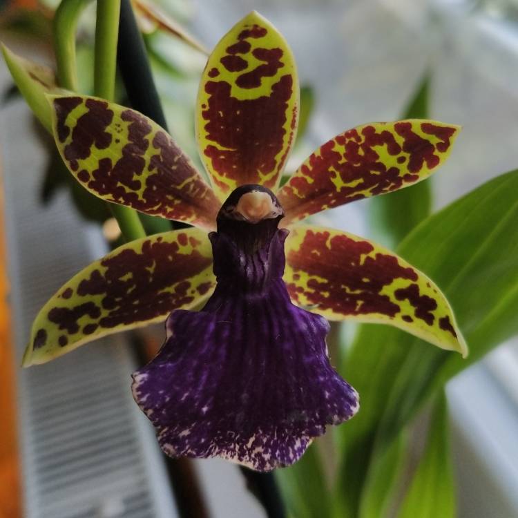 plant image 1691044 plant image 1691044