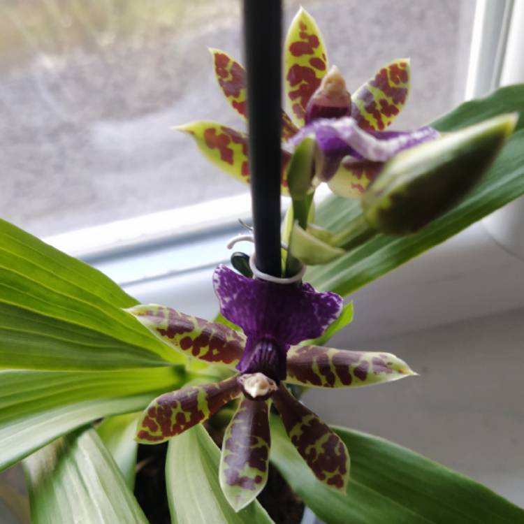 plant image 1697053 plant image 1697053