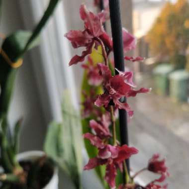 Oncidium Sharry Baby 'Sweet Fragrance'