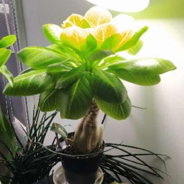 Brighamia insignis