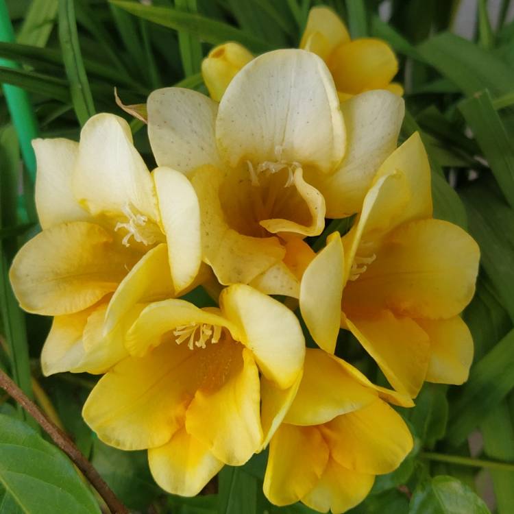 plant image 1704251 plant image 1704251