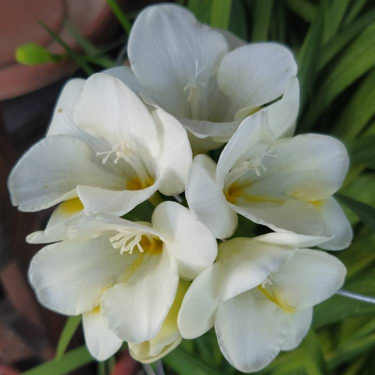 plant image 1704252 plant image 1704252