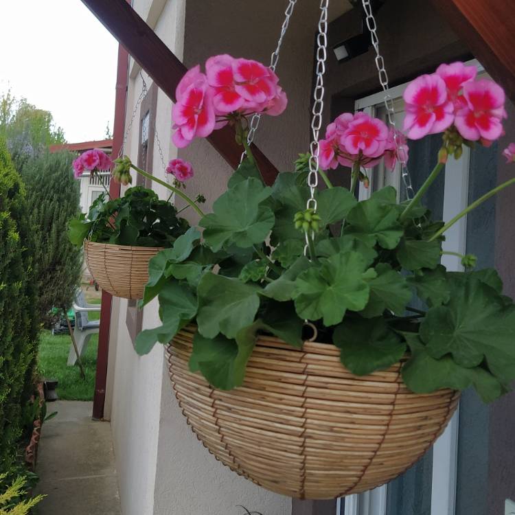 Plant image Pelargonium 'Peqz0007' (Calliope Medium Series) syn. Pelargonium 'Calliope Rose Splash'