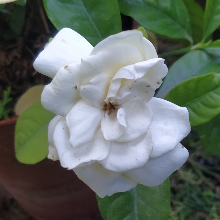 plant image 1715604 plant image 1715604