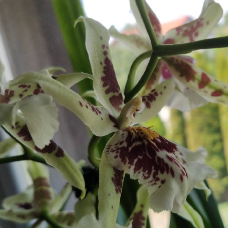 plant image 1720391 plant image 1720391