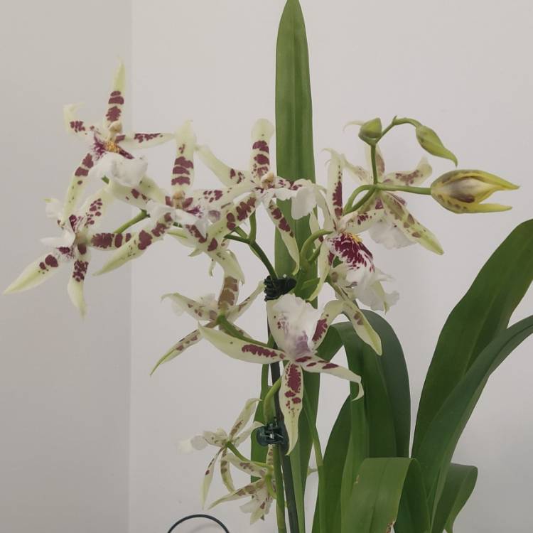 plant image 1720392 plant image 1720392