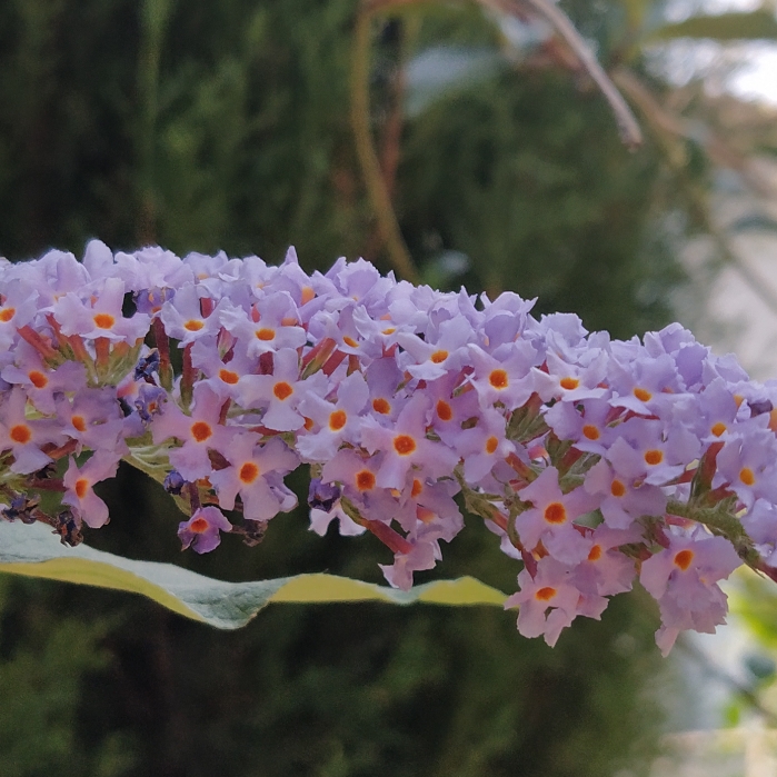 plant image 1722829 plant image 1722829
