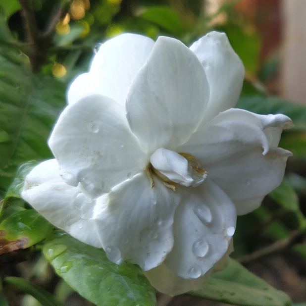 plant image 1723672 plant image 1723672