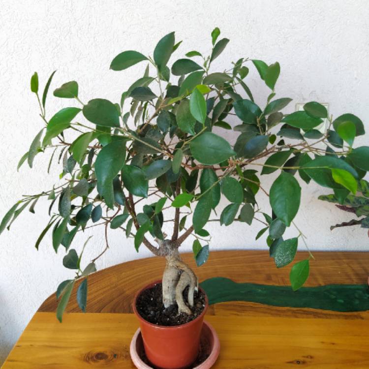 Plant image Ficus formosana (Bonsai)