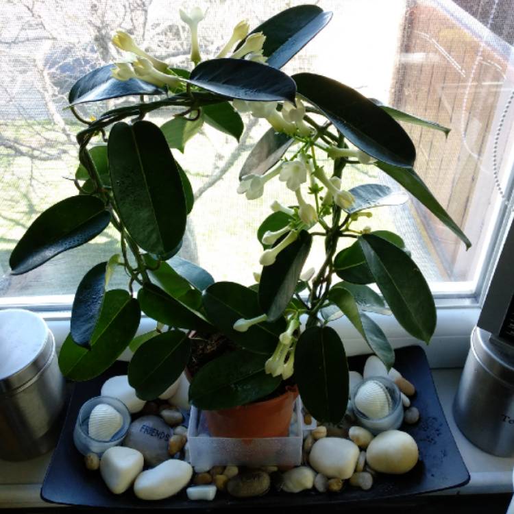 plant image 630057