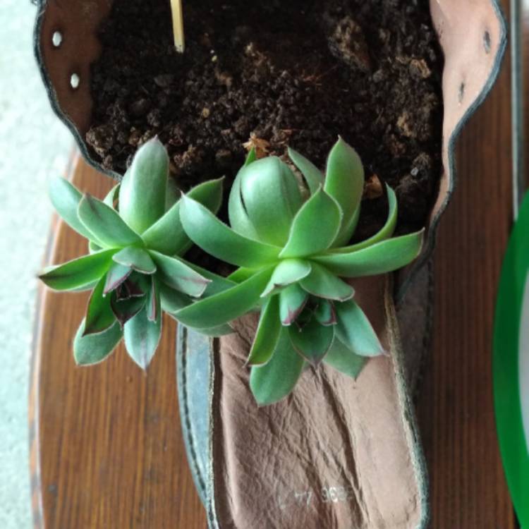 plant image 636233