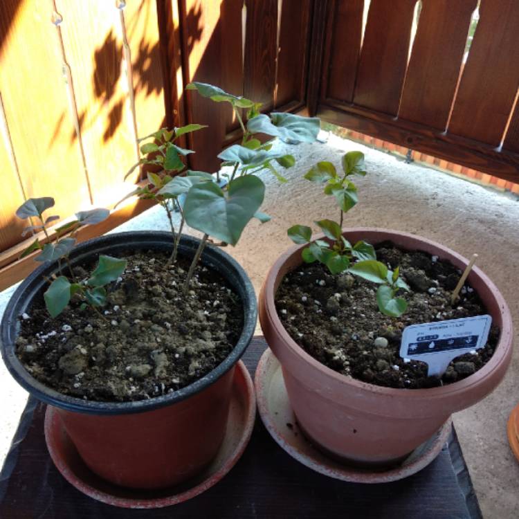 plant image 647595