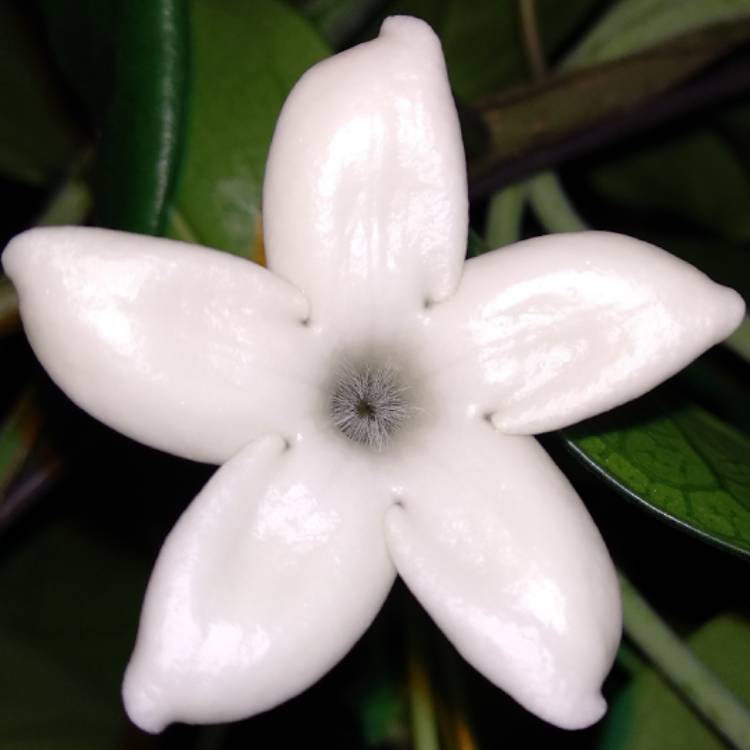 plant image 790849