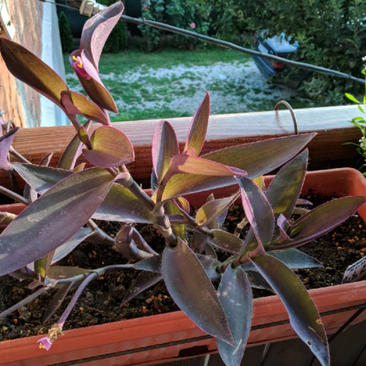 Plant image Tradescantia pallida 'Pink Stripe'