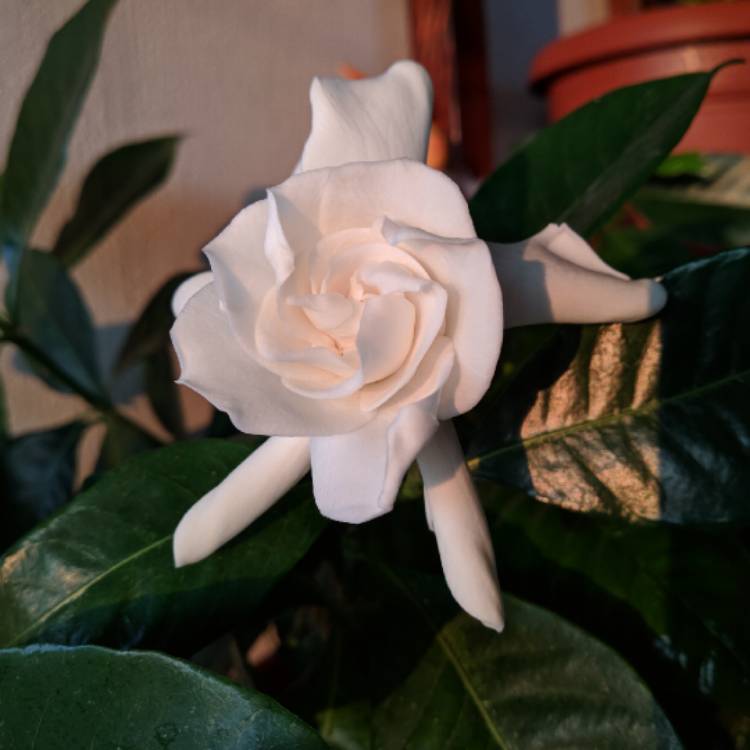 plant image 836782 plant image 836782