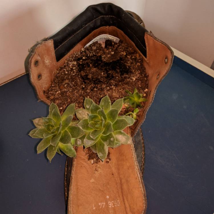 Plant image Sempervivum Tectorum Isella