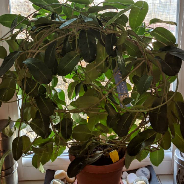 plant image 901729