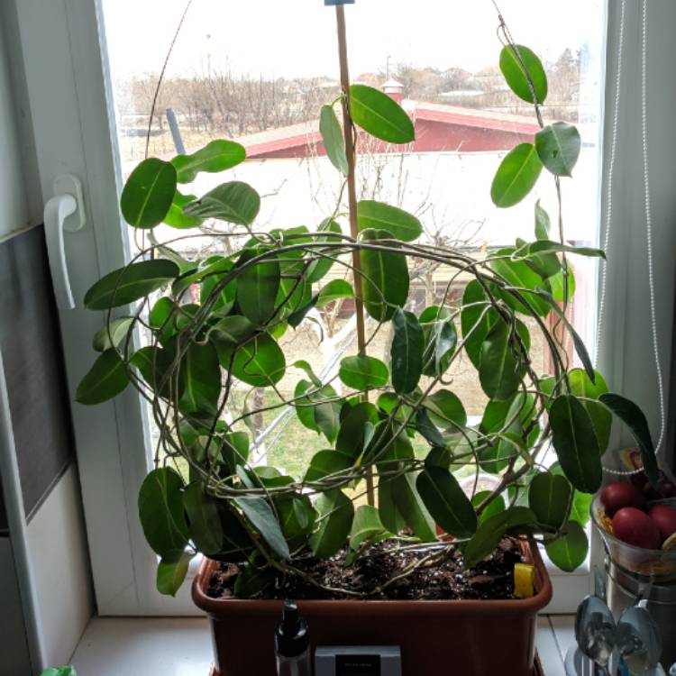 plant image 957889
