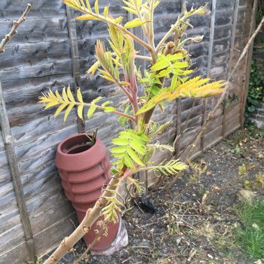 Rhus typhina 'Dissecta'