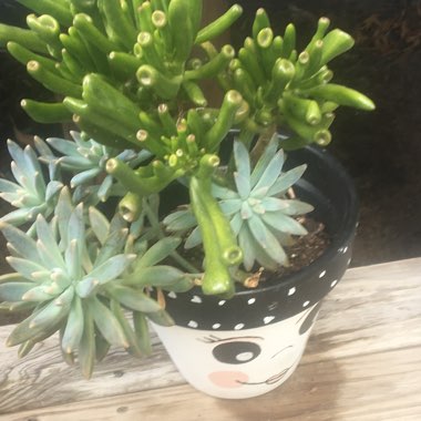 Joy's garden
