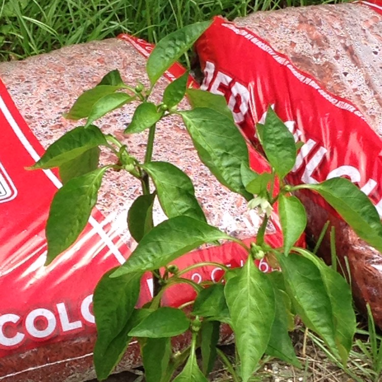 plant image 518484