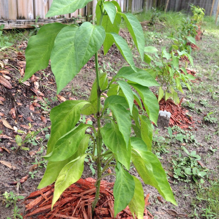 Plant image Capsicum 'Bonnie Bell' Red