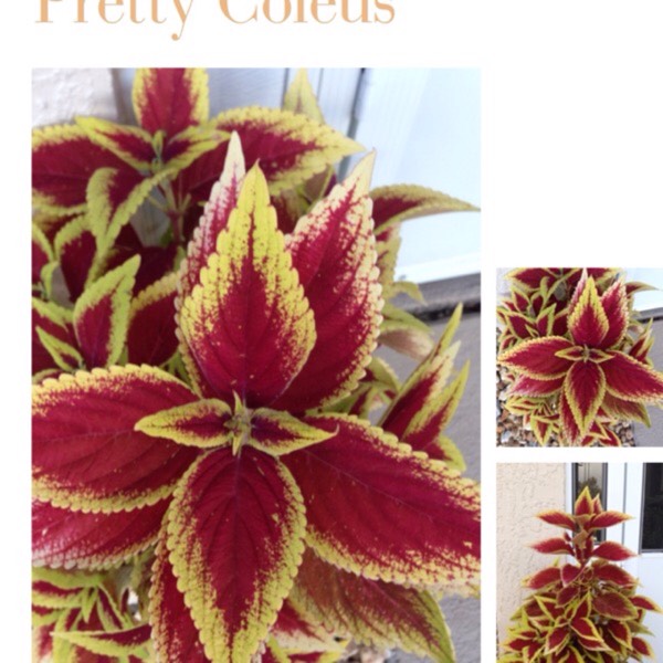 Plant image Plectranthus scutellarioides 'Red Roof'