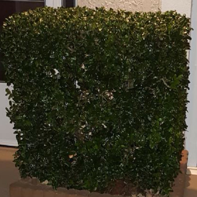 Plant image Ilex opaca