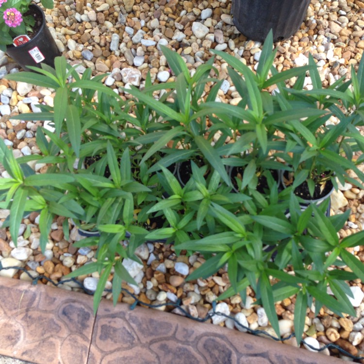 Plant image Asclepias syriaca