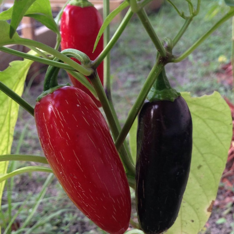 plant image 536556