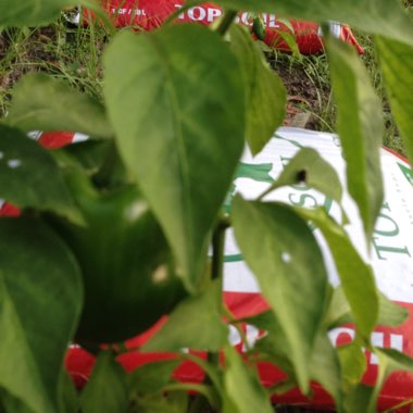 Capsicum annuum
