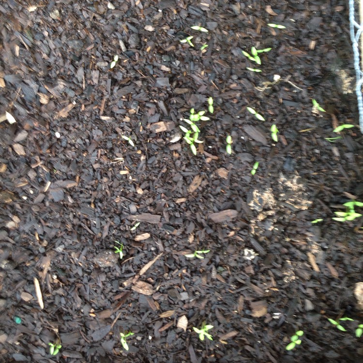 plant image 540137