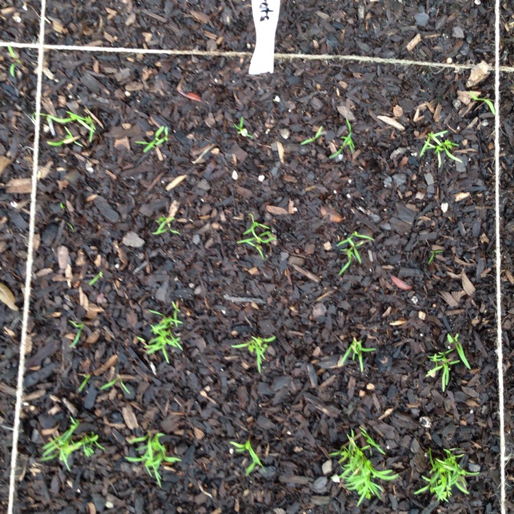 plant image 540143