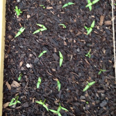Capsicum annuum