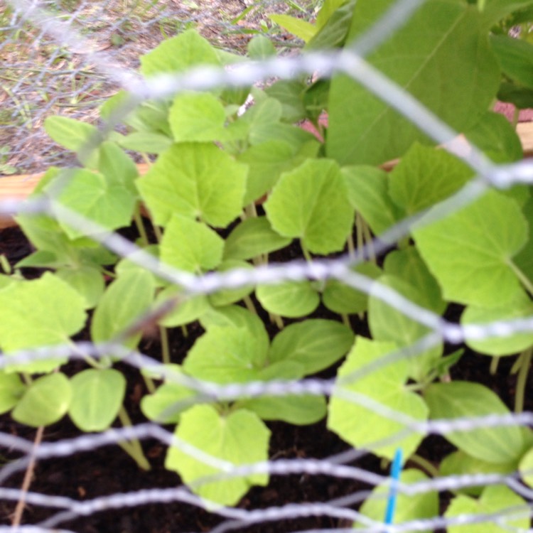 plant image 540181