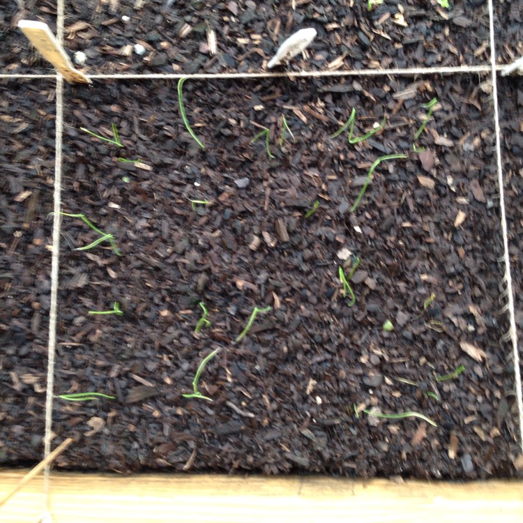 Plant image Allium cepa (Cepa Group) 'Senshyu Yellow'