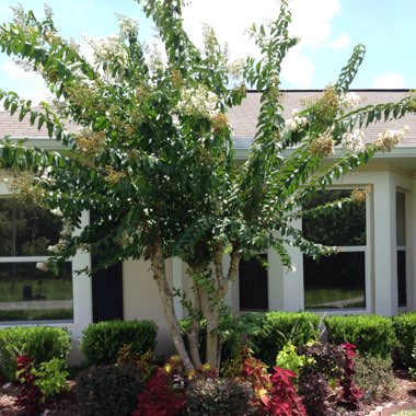 Lagerstroemia 'Early Bird White'