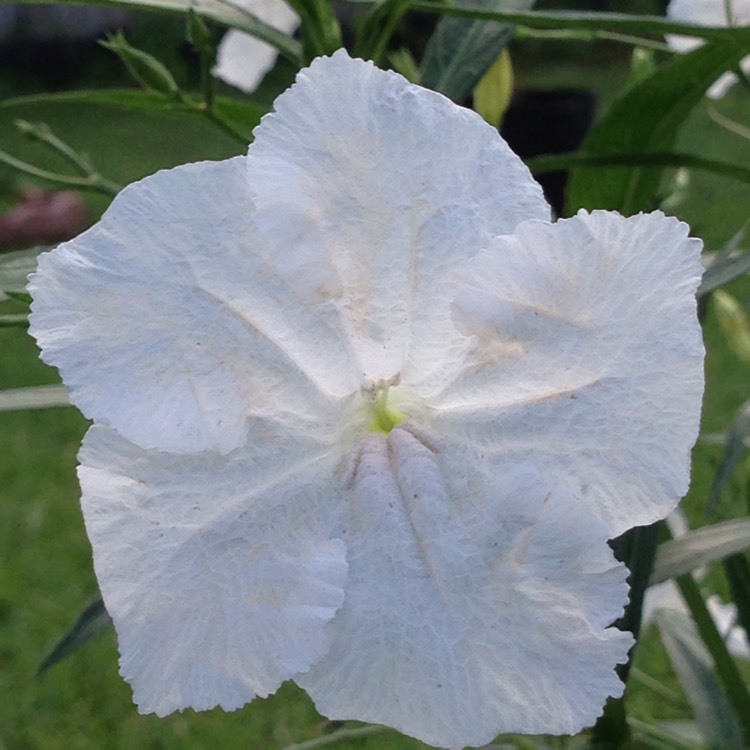 Plant image Ruellia brittoniana 'White Katie'
