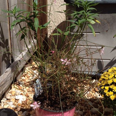 Oenothera lindheimeri 'Siskiyou Pink' syn. Gaura lindheimeri 'Siskiyou Pink'