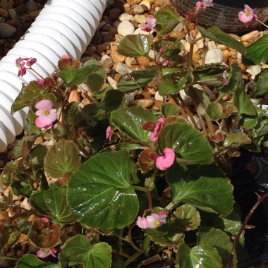 Begonia (Semperflorens Cultorum Group) 'Lotto Series' syn. Begonia semperflorens 'Lotto Series'