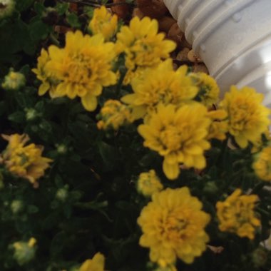 Chrysanthemum x morifolium 'Shannon White'