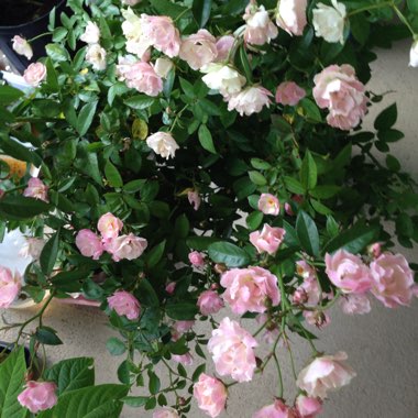Rosa 'Abundance'
