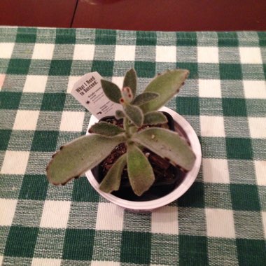 Kalanchoe tomentosa